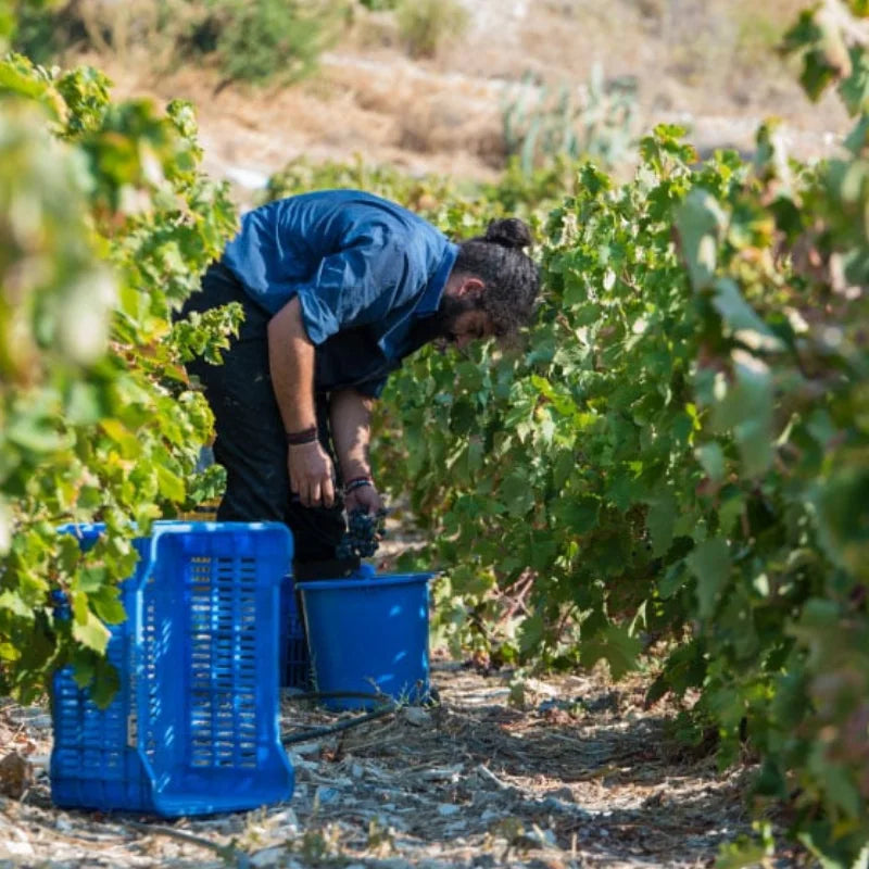 Person harvesting grapes in a vineyard with blue crates.

