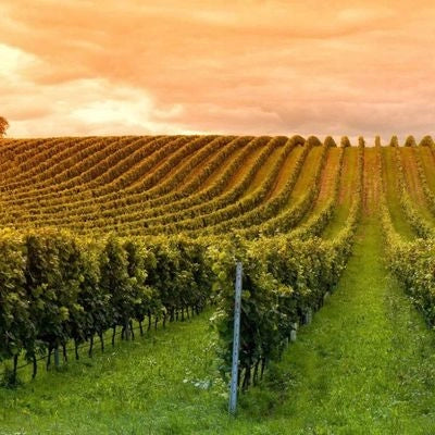 Vineyard with rows of grapevines under a pink sunset sky