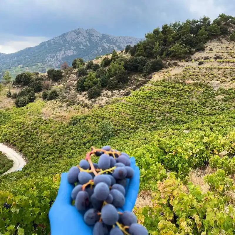 Hand holding grapes with a scenic background of mountains and greenery