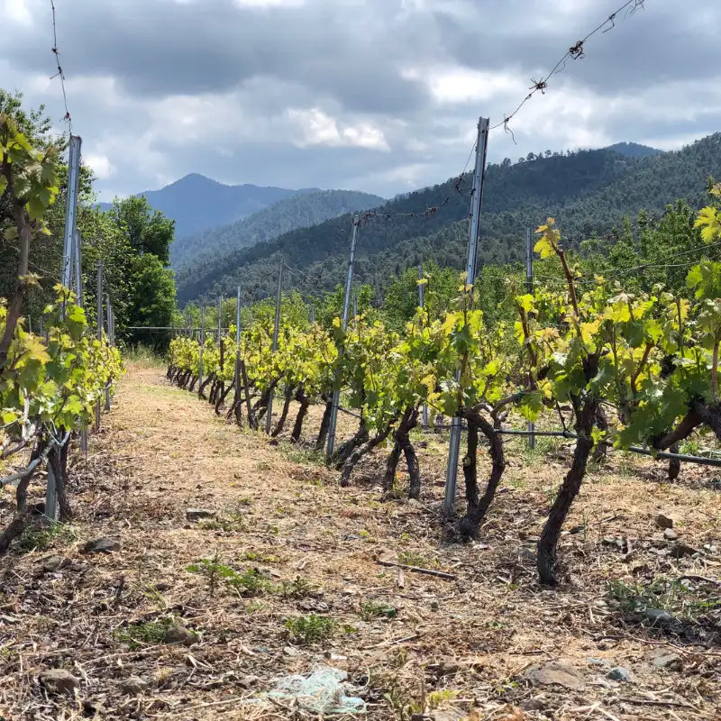 Vineyard with rows of grapevines under a mountainous landscape