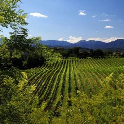 Vineyard with rows of grapevines under a clear blue sky with mountains in the background.