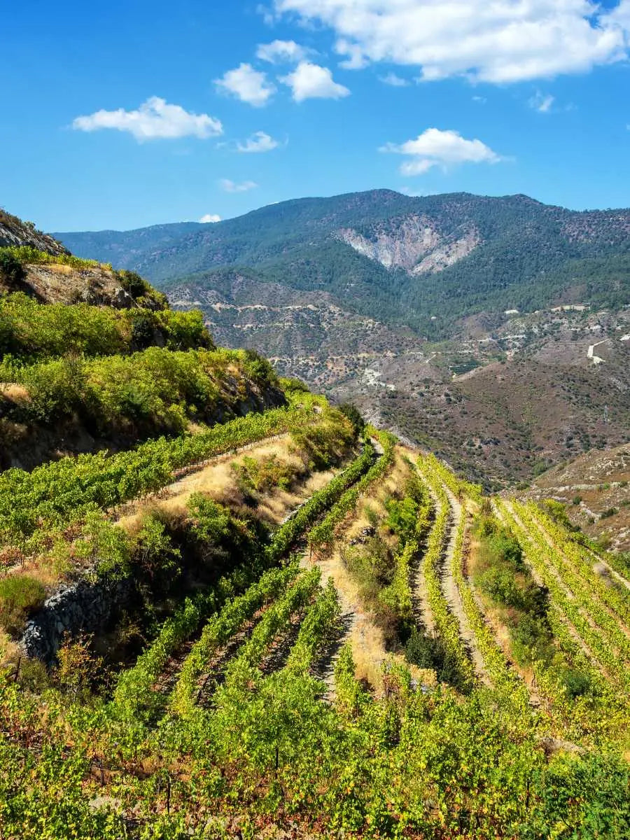 Vineyards on a hillside with mountains in the background under a blue sky.