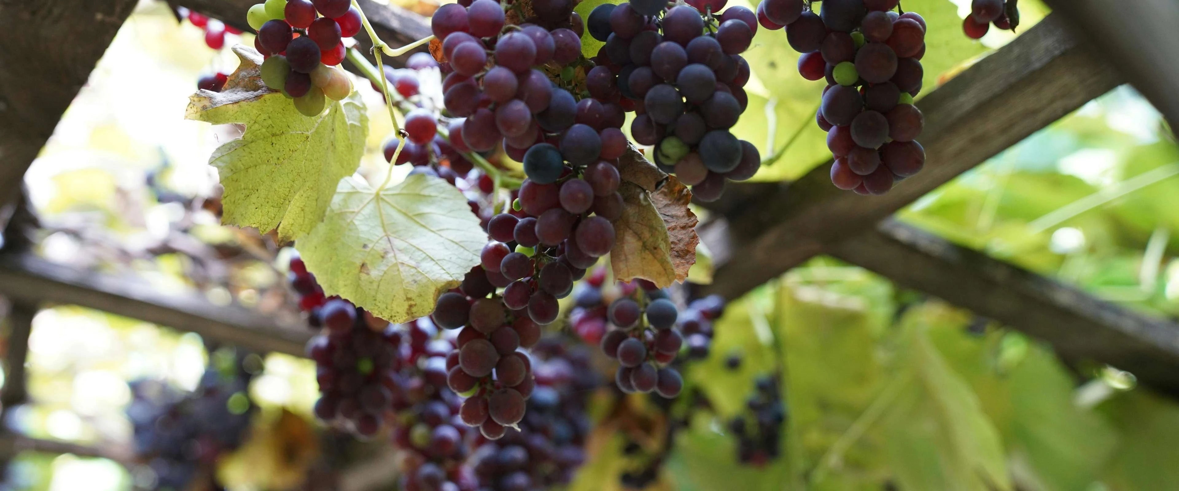Close-up of dark purple grapes on a vine with green leaves.