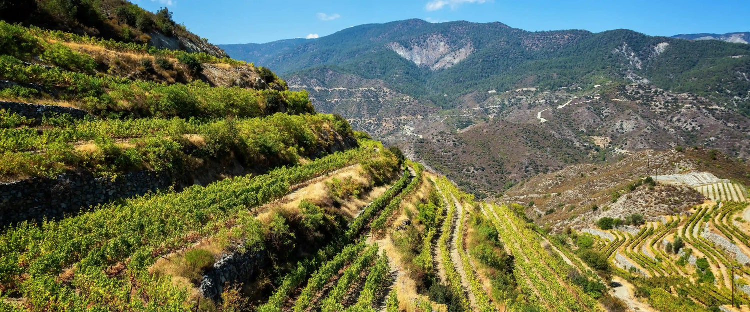 Wine grapevines on terraced hillsides with mountains in the background