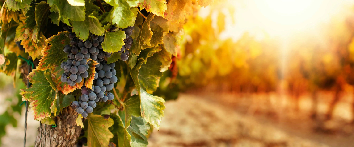 Close-up of grapes on a vine with a blurred background of a vineyard.