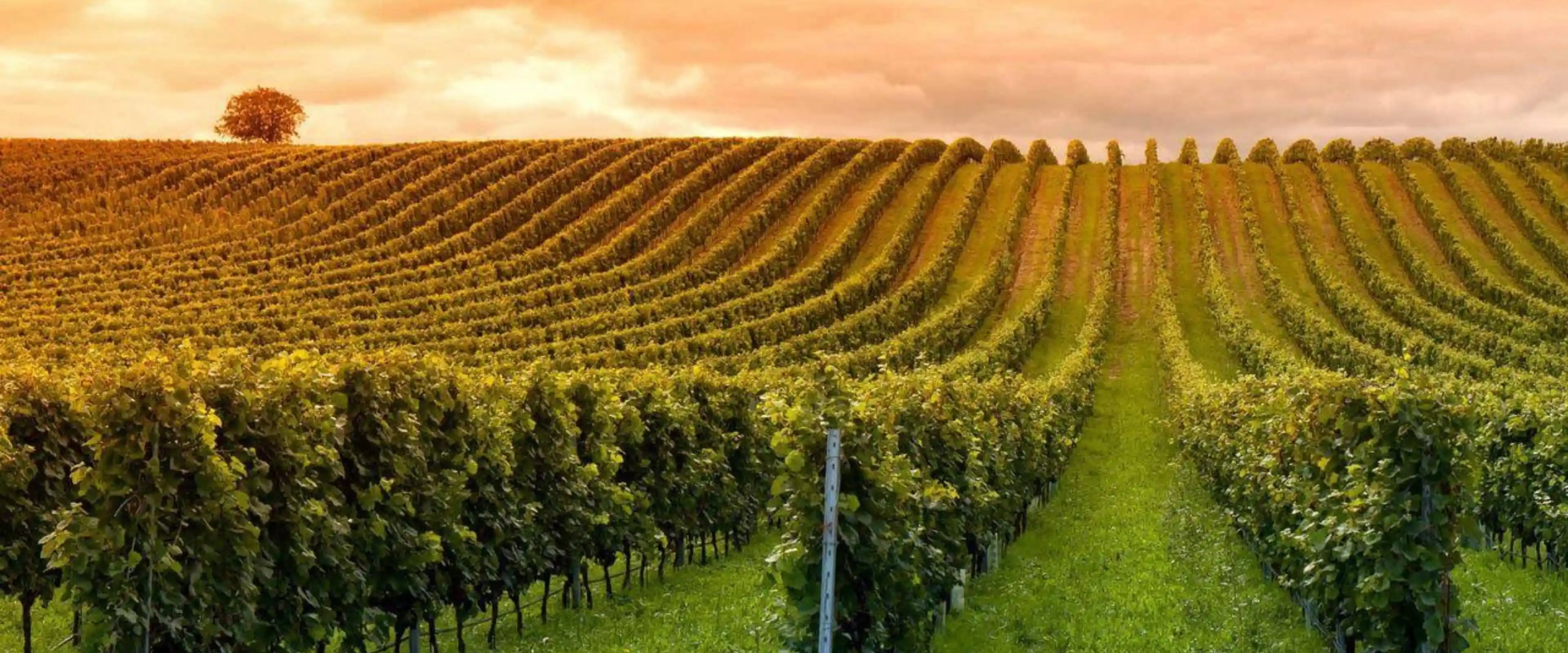 Wine vineyard with rows of grapevines under a sunset sky